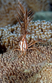 Raja Ampat 2019 - DSC08228_rc - Hydroid decorator crab - Hyastenus bispinosus